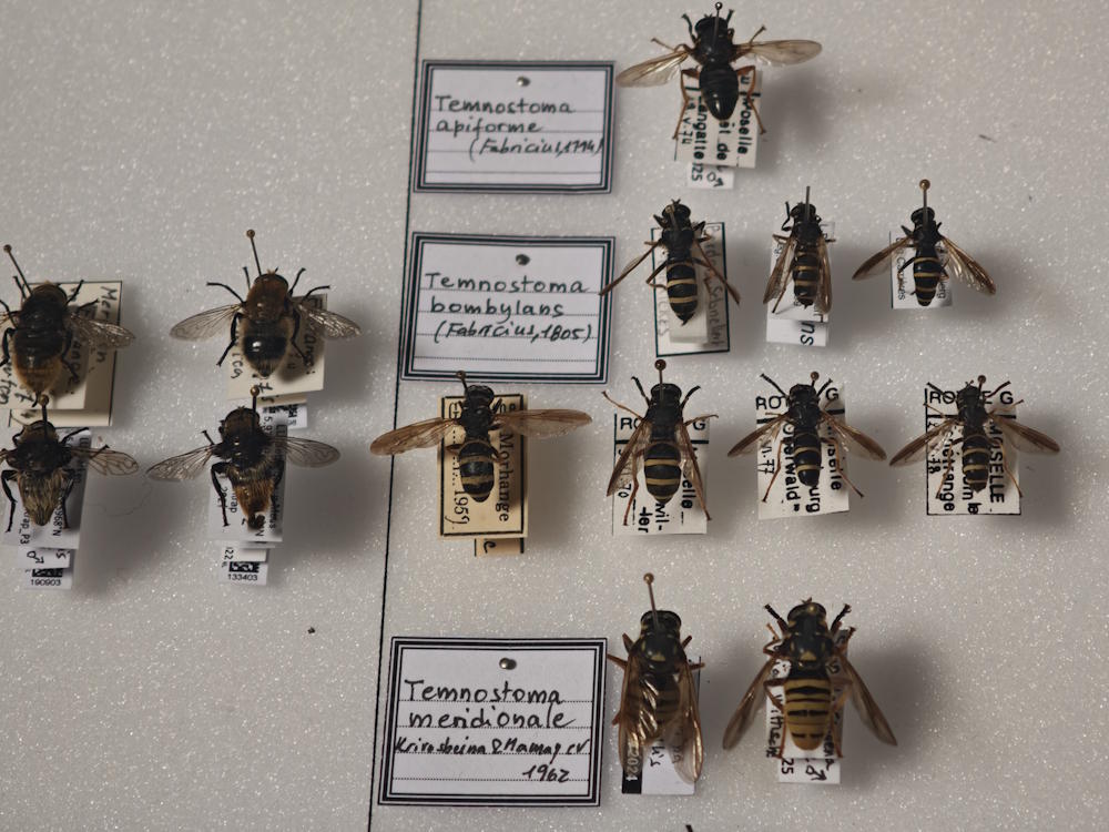mouches pollinisatrices